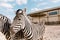 close up view of two zebras grazing in corral