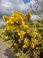 Close up view of Ulex Europaeus or commonly known as gorse native to British island and western Europe