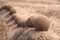 Close up view of an undulating sand castle hill or wall with perfectly smooth round balls or spheres of wet sand placed on the