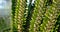 Close up view of unique cactus plant details