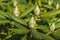 Close up view of unopened rhododendron bud