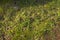 Close up view of uprooted dandelion weeds lying on grass.