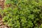 Close-up view of a variegated lemon thyme herb plant