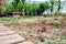 Close-up view of vegetable field and little sprouts of lettuces on the soil