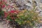 Close-up view of vibrant blooming plants on a rocky surface.