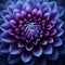 Close-Up View of a Vibrant Purple Dahlia Flower Bloom in Full Detail