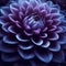 Close-Up View of a Vibrant Purple Dahlia Flower Bloom in Full Detail