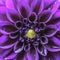 Close-Up View of a Vibrant Purple Dahlia Flower Bloom in Full Detail