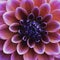 Close-Up View of a Vibrant Purple Dahlia Flower Bloom in Full Detail