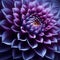 Close-Up View of a Vibrant Purple Dahlia Flower Bloom in Full Detail