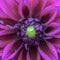 Close-Up View of a Vibrant Purple Dahlia Flower Bloom in Full Detail