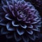 Close-Up View of a Vibrant Purple Dahlia Flower Bloom in Full Detail