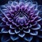 Close-Up View of a Vibrant Purple Dahlia Flower Bloom in Full Detail