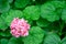 Close-up view of viburnum carlcephalum with blurred background of leaves