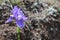 Close up view of violet iris flower