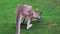 Close up view on wallaby grazing on the grass outdoors. This wallaby is one of the smaller kangaroos. 4K resolution zoo