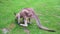 Close up view on wallaby grazing on the grass outdoors. This wallaby is one of the smaller kangaroos. 4K resolution zoo