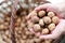 Close up view of the walnuts in her palm. Walnuts without shells are 4% water, 15% protein, 65% fat, and 14% carbohydrates, includ