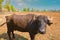 close up view of water buffalo