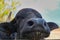 close up view of water buffalo