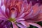 Close up view of water droplets on pink chrysanthemum petals