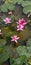 Close up view of water lilies  in a river in Kerala