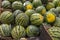 Close up view of watermelons on shelf of supermarket.