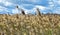 Close up view of wheat field against cloudy sky