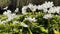 A close up view of white anemone flowers in the first days of spring in a natural park in sunny weather, bright greenery