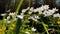 A close up view of white anemone flowers in the first days of spring in a natural park in sunny weather, bright greenery