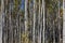 Close-up View of White Birch Stand of Trees, Yukon, Canada