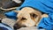 Close up view of white dog of homeless person, covered with a blue blanket, lies on the street. A stray dog, covered