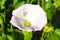 Close up view of a white flower in the garden with a white spider in the middle