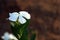 Close-up view of White Madagascar Periwinkle