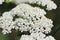 Close-up view of white milfoil flowers on a sunny day in the meadow