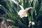 Close up view of white narcissus in bloom