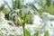 Close Up View White Ornamental Flower Of Beach Spider Lily Or Hymenocallis Littoralis In The Garden
