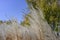 A close-up view of the white panicles of miscanthus against the background of a birch forest in autumn