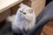 Close up view of a white persian chinchilla cat