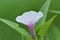 Close Up View White Purple Flower Blooming Kangkung Or Ipomoea Aquatica Or Water Spinach Plant