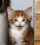 Close-up view of white and red fluffy tabby meowing kitten on a light background