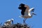 Close-up view of the White storks couple in the nest before the blue sky in the background