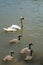 Close up view of a white whooping swan mother and four young chicks