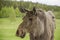 Close up view of wild animal Moose elk in an elk farm during the elk farm visit in northern Europe in a sunny day