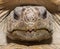 Close up view of wild Florida gopher tortoise face - Gopherus polyphemus