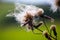 Close-up view of a wilted thistle