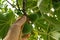 Close up view of woman hand collects figs from the tree