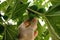 Close up view of woman hand collects figs from the tree