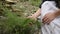 Close up view of woman hands harvest fresh dill leaves