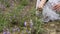 Close up view of woman hands harvest fresh sage leaves